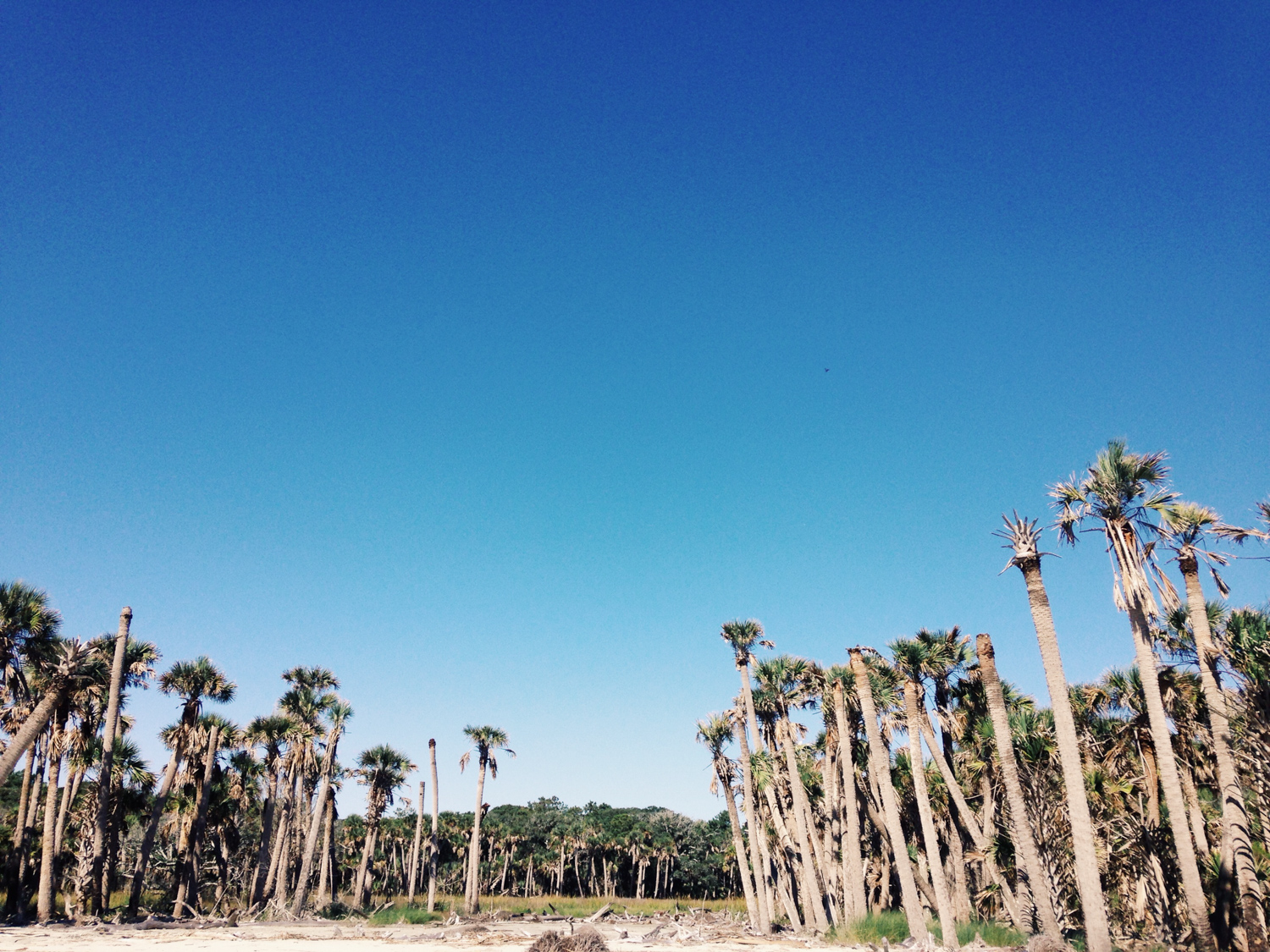 Bull Island Palms