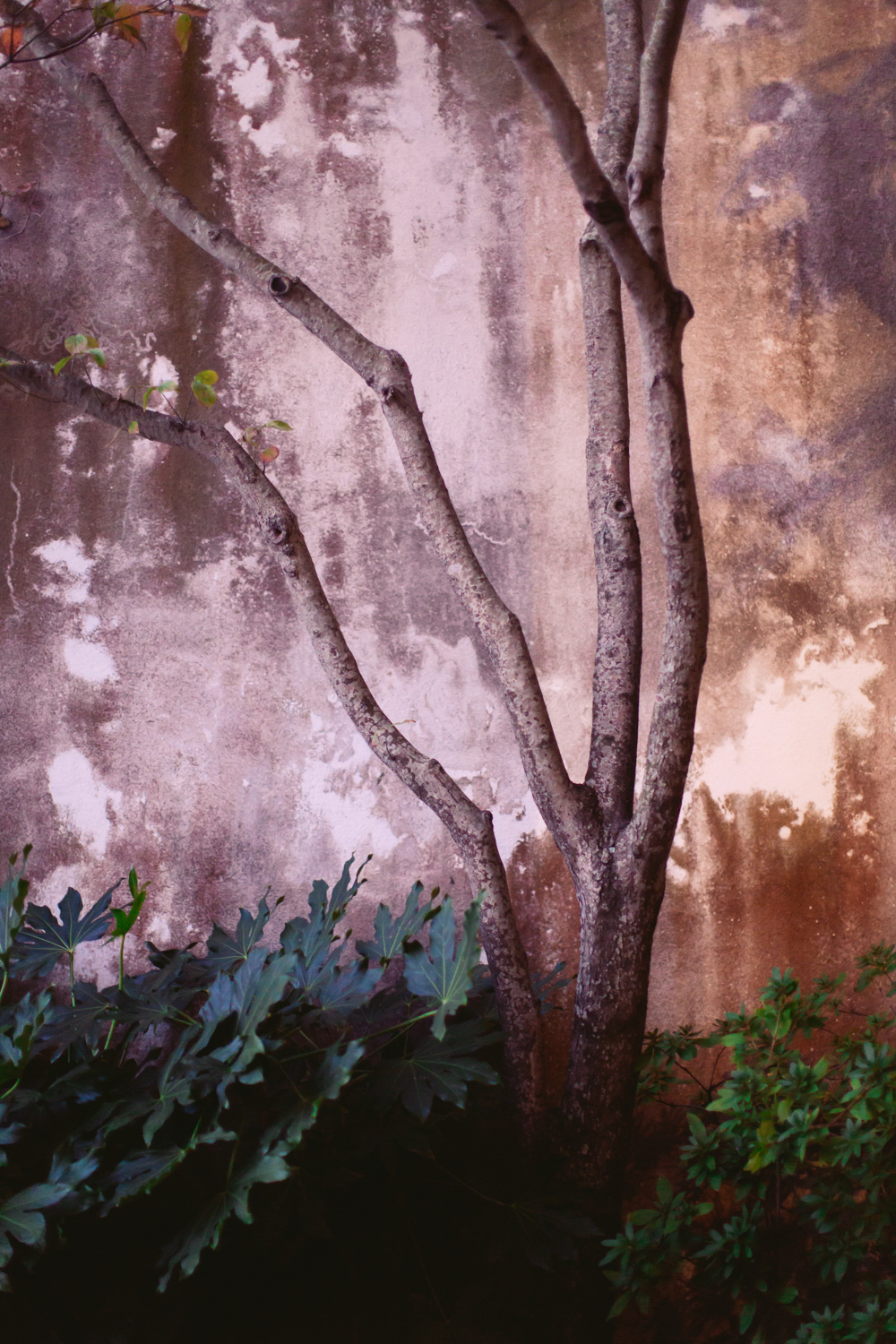 Charleston Tree Texture