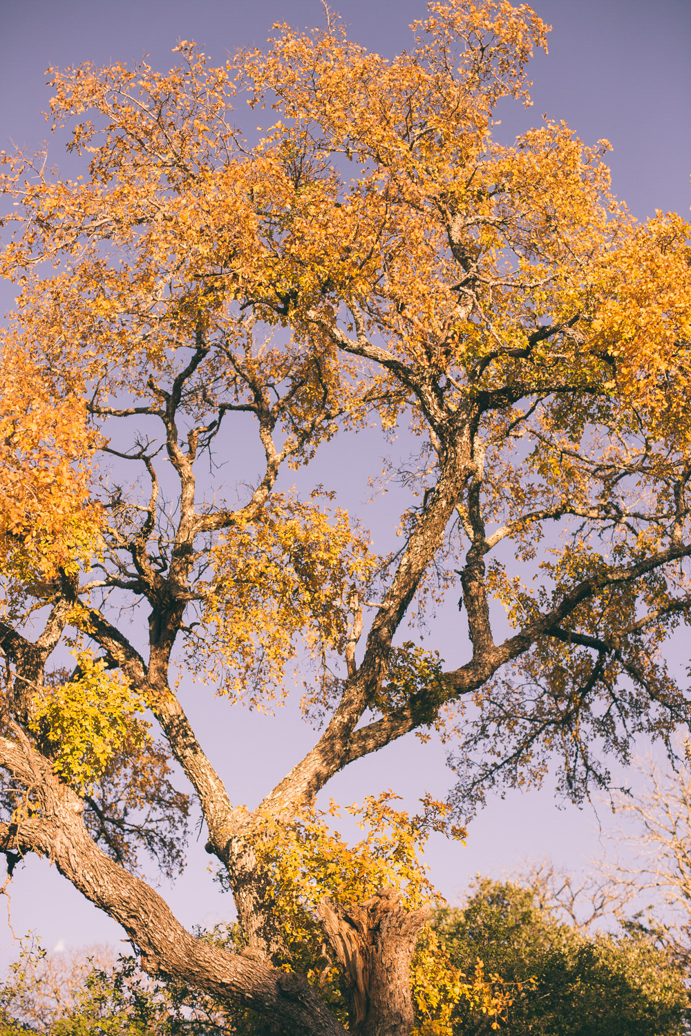 Yellow Tree McKinney State Park