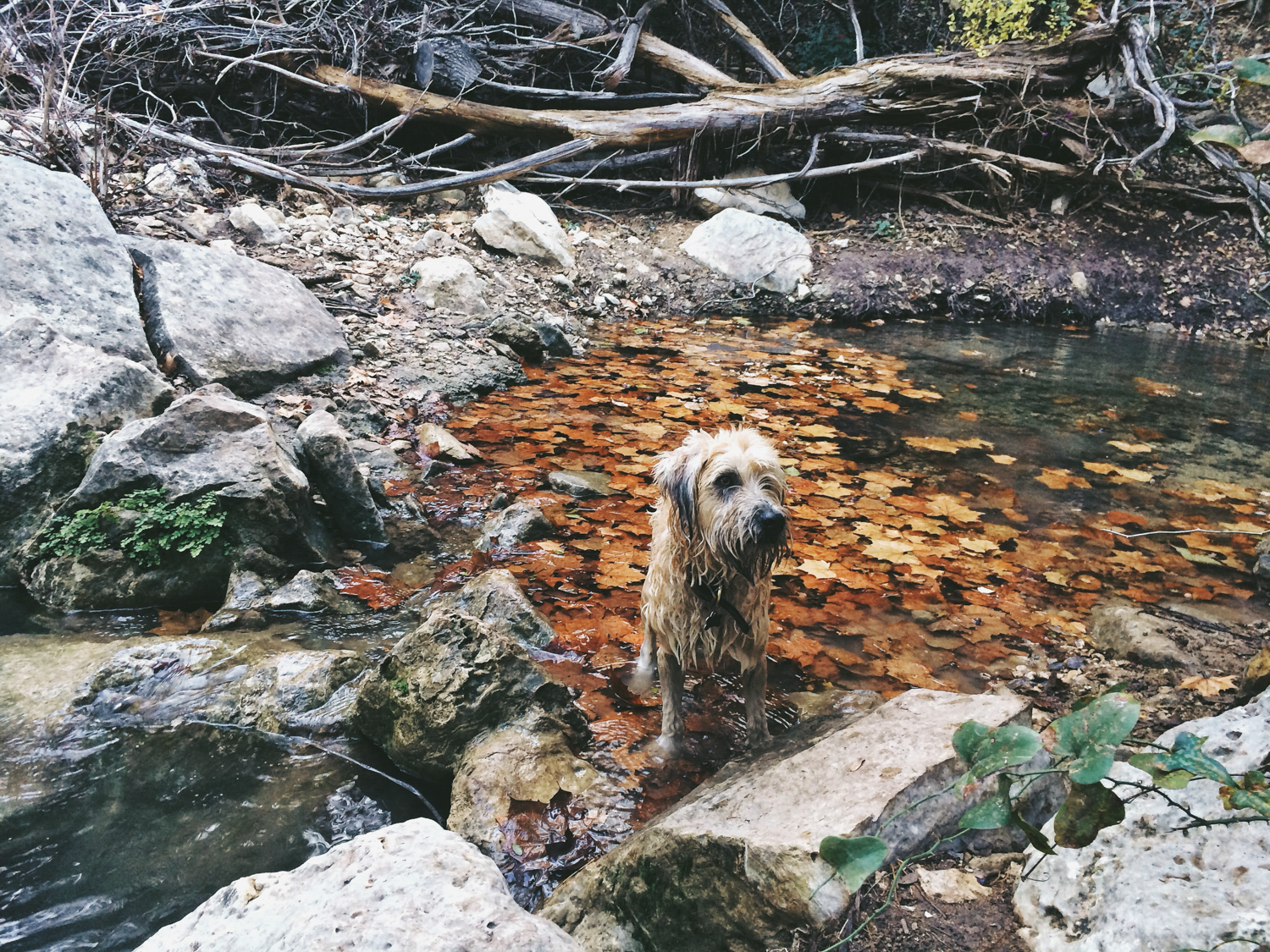 Willow Swimming in Leaves